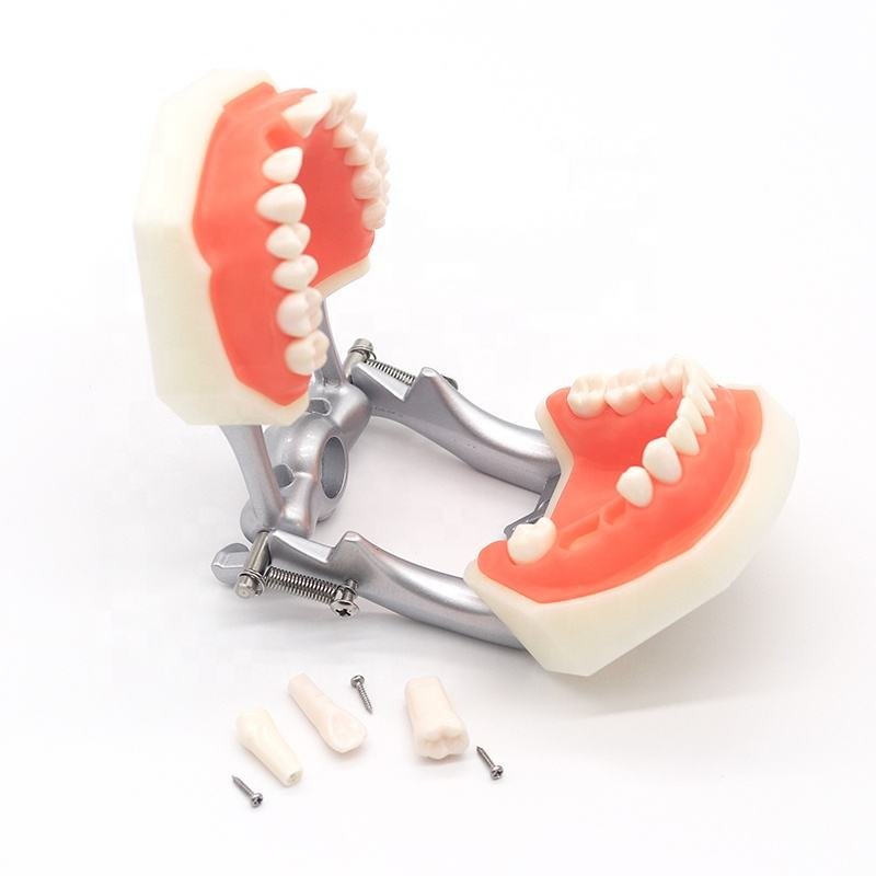adult 28 teeth typodont for practice dentistry skill